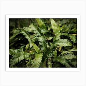 Botanical Tropical Leaves // Nature Photography Art Print