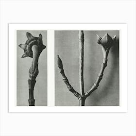 Pacific Dogwood, Karl Blossfeldt Art Print