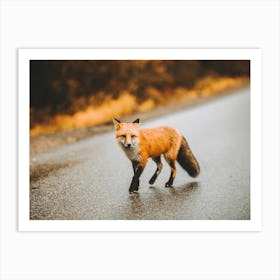 Traveling Red Fox Art Print