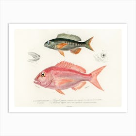 Different Types Of Fishes, Charles Dessalines D'Orbigny 10 Art Print