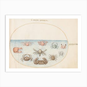 Aquatic And Shellfish Animals, Joris Hoefnagel (5) Art Print