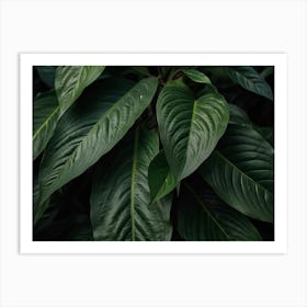 Green Leaves Of A Plant Art Print