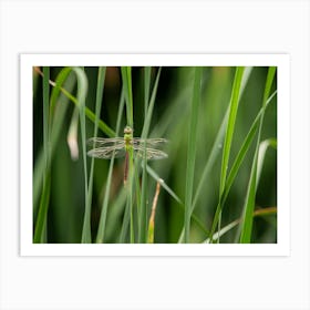 Dragonfly In The Reeds Art Print