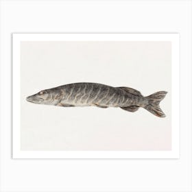 Pike Fish, Jean Bernard Art Print