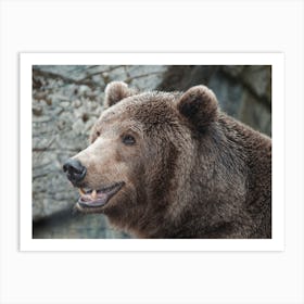 Grizzly Bear Art Print