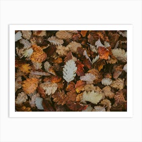 Fall Leaves Art Print