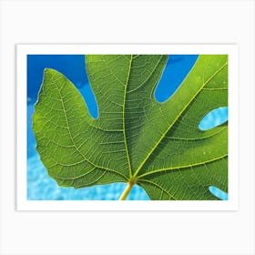 Green fig leaf and blue water, macro Art Print