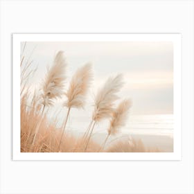 Pampas Grass In Evening Light Art Print