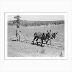 Jack Whinery Plowing With Burros And Homemade Plow, Pie Town, New Mexico By Russell Lee 1 Art Print