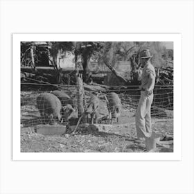 Fsa (Farm Security Administration) Client With Hogs Near,Weslaco, Texas, Hog Raising Is Becoming More Popular Art Print