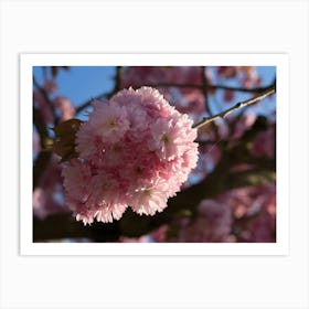 Pink blossoms of ornamental cherry 2 Art Print