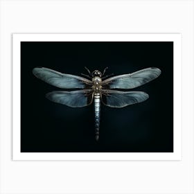 Dragonfly Black Saddlebags Tramea Lacer Vintage Illustration 3 Art Print