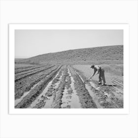 Newly Arrived Farmer On The Vale Owyhee Irrigation Project, Malheur County, Oregon By Russell Lee Art Print