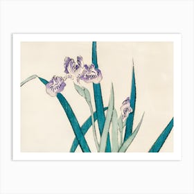 Asian Iris Art Print