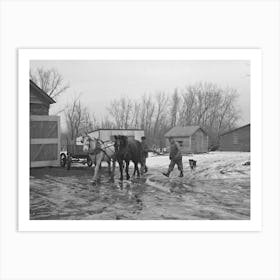 Taking Horses To The Barn, Roy Merriot Farm Near Estherville, Iowa By Russell Lee Art Print