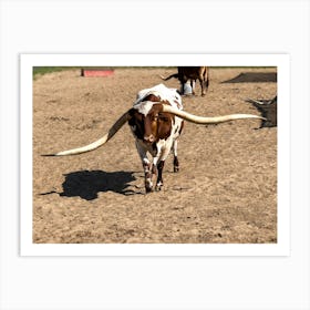 Longhorns Art Print