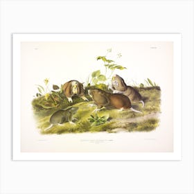 Canada Pouched Rat, John James Audubon Art Print