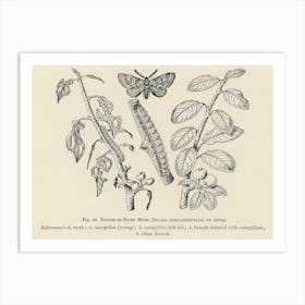 Vintage Illustration Of Moth, John Wright Art Print