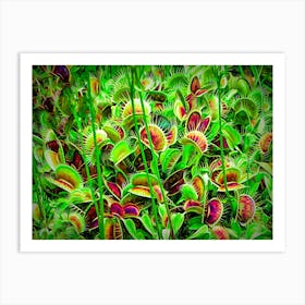 Venus Flytraps Carnivorous Plants Dangerous Fearsome Scary Green Mouth Teeth Thorns Plant Tropical Art Print