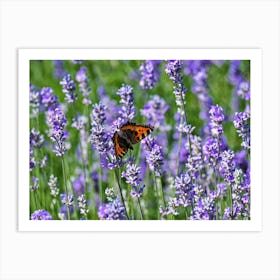 Lavender Flowers with a Tortoiseshell Butterfly Art Print