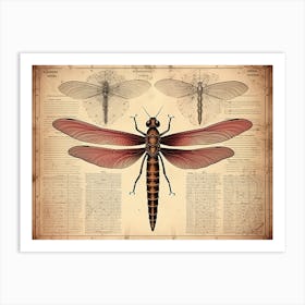 Dragonfly Vintage Newspaper 3 Art Print