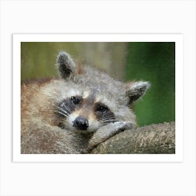 Raccoon, Oil Painting Art Print