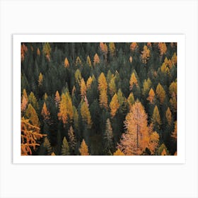 Trees Changing For Autumn Art Print