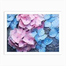 Pink And Blue Hydrangeas Art Print