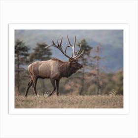 Elk On The Move Art Print