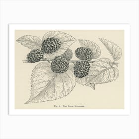 Vintage Illustration Of Black Mulberry, John Wright Art Print