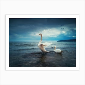 Swans In The Water Art Print