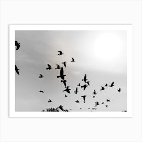 Silhouettes Of Flying Pigeons In The Skies Art Print