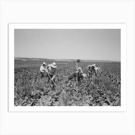 Nyssa, Oregon, Fsa (Farm Security Administration) Mobile Camp, Japanese Americans Working In The Sugar Beets By Art Print