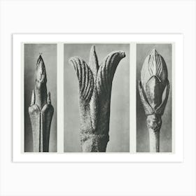 Cornus Brachypoda Shoot, Cornus Pubescens Leaf Bud And Viburnum Leaf Bud (1928), Karl Blossfeldt Art Print