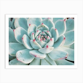 Blue And Pink Succulent Art Print