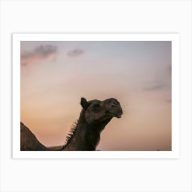 Camel with a beautiful sky 3 - Al Wathba Abu Dhabi UAE photo print - moody animal photography art Art Print Art Print