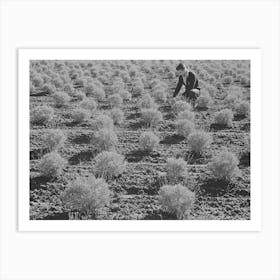 Salinas, California, Intercontinental Rubber Producers, Two Year Old Guayule Plants Art Print