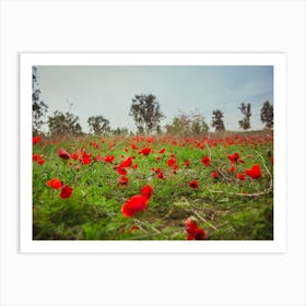 Field Of Red Anemones Art Print