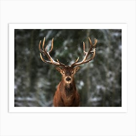 Red Deer In The Snow Art Print