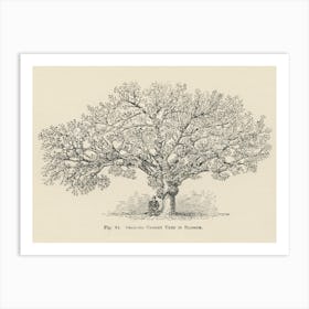 Vintage Illustration Of Orchard Cherry Tree, John Wright Art Print
