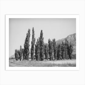 Row Of Lombardy Poplars, Box Elder County, Utah By Russell Lee Art Print