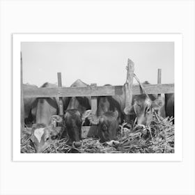 Cows Feeding At Dairy In Tom Green County, Texas By Russell Lee Art Print