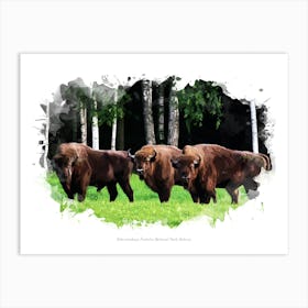 Belavezhskaya Pushcha National Park, Belarus Art Print