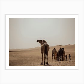 Follow the Caravan of Camels- Al Wathba Abu Dhabi UAE photo print - moody animal photography art Art Print Art Print