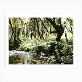 Stream In The Forest Art Print