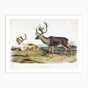 American Reindeer, John James Audubon Art Print