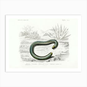 Ringed Caecilian (Siphonops Annulatus), Charles Dessalines D'Orbigny Art Print