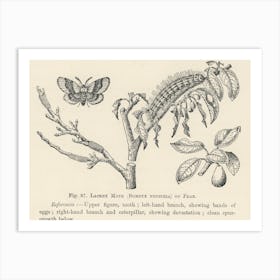 Vintage Illustration Of Lackey Moth, John Wright Art Print