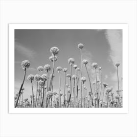 Onion Plants Gone To Seed,Canyon County, Idaho By Russell Lee Art Print