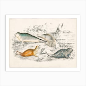 Collection Of Various Seals, Oliver Goldsmith  Art Print